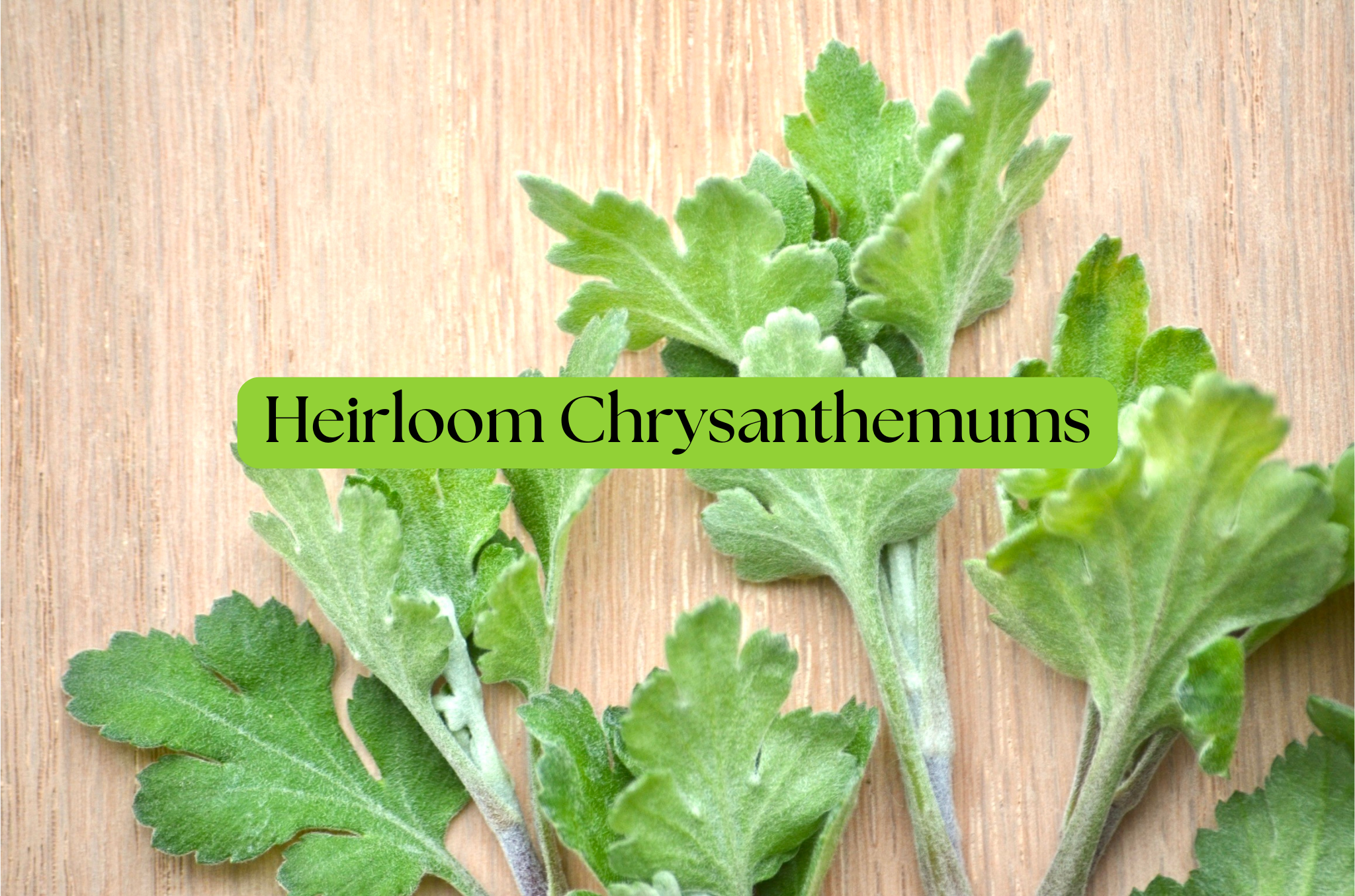 カメラショップ MUM Heirloom Mum Rooted Cuttings – Page 2 – Clara Joyce Flowers