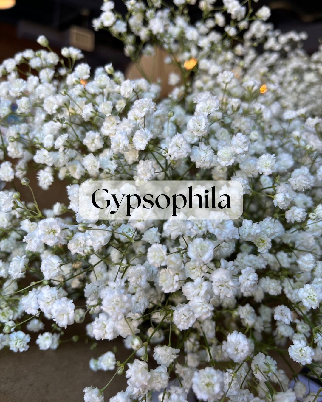 Gypsophila / Baby's Breath  Clara Joyce Flowers