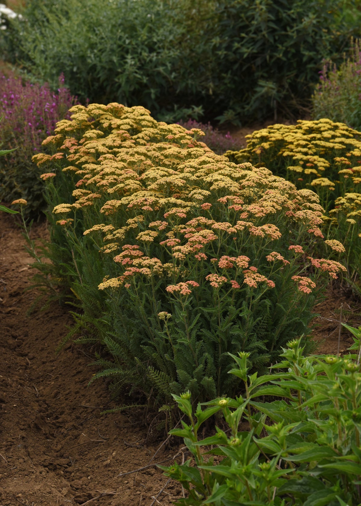URC - Achillea millefolium 'Terracotta' (10 ct)