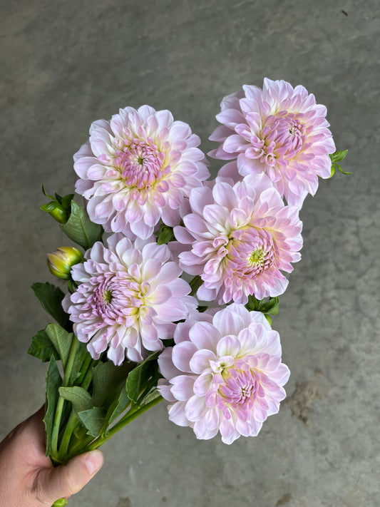 RC- Dahlia 'Lakeview Premier'  (1 plant)