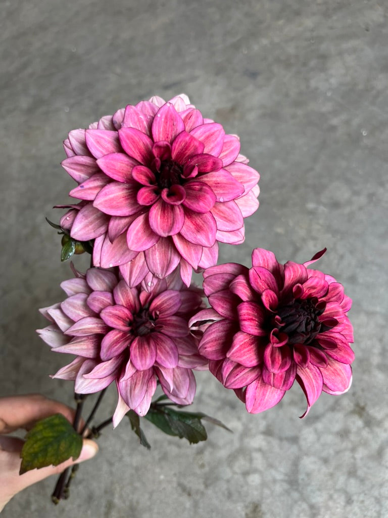 RC- Dahlia 'Night Silence'  (1 plant)