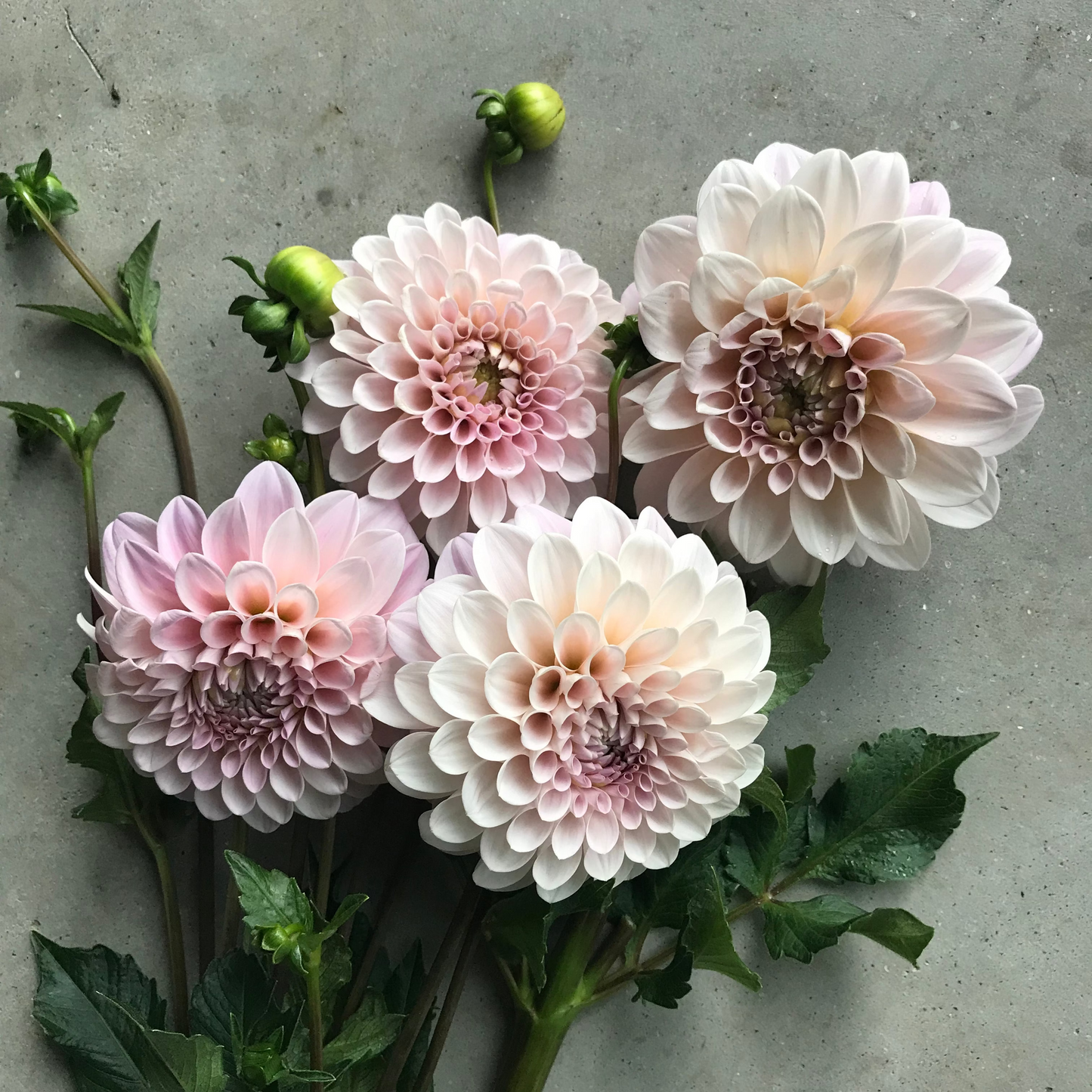 RC- Dahlia 'Sweet Nathalie' (4 pack)