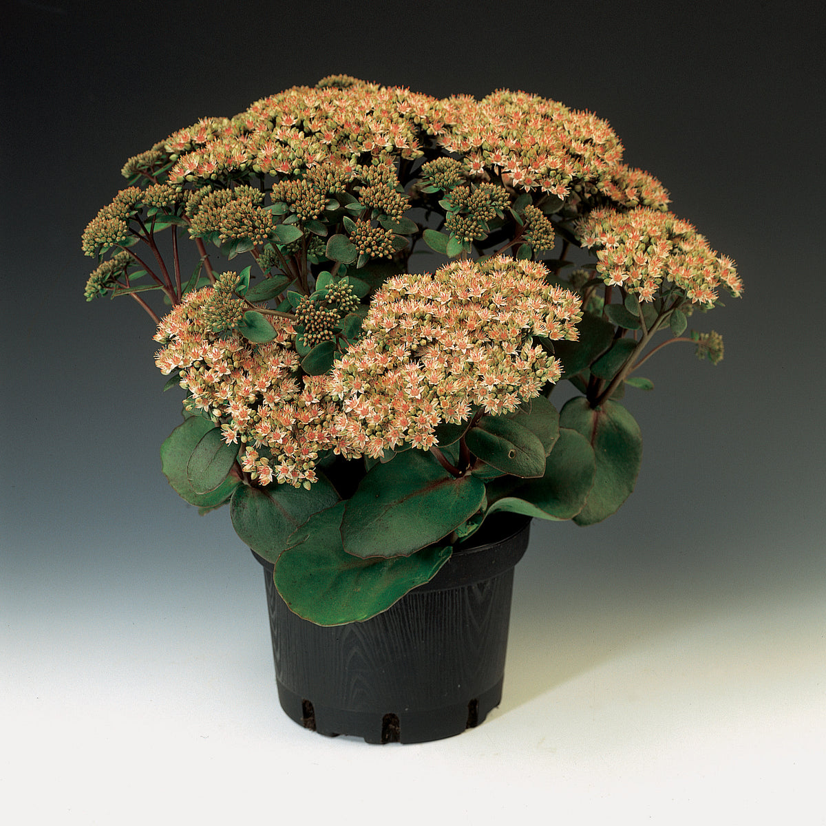 URC - Sedum 'Matrona' (10 ct)