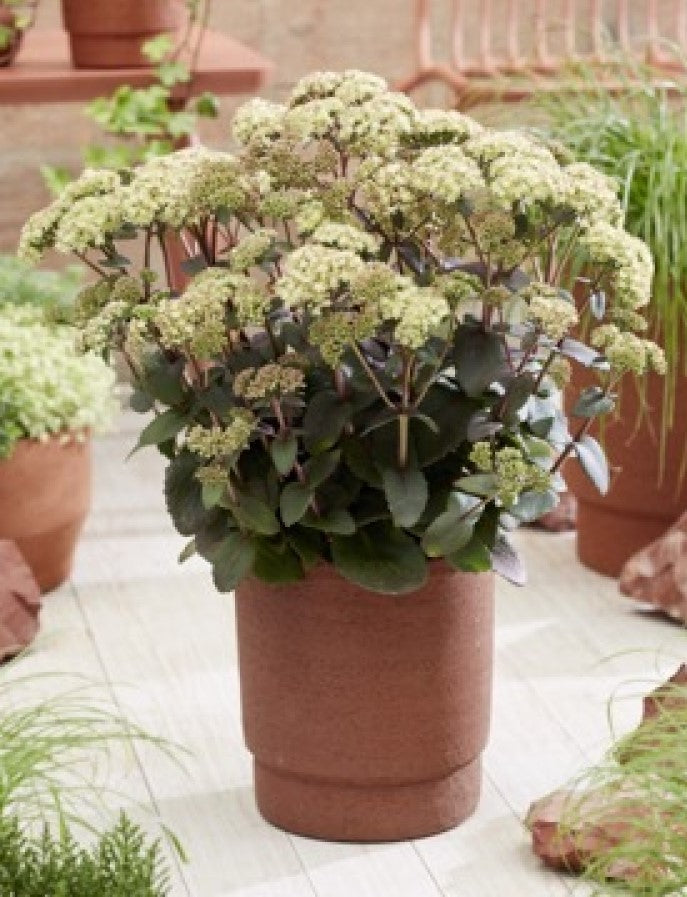 URC - Sedum 'Banana Split' (10 ct)