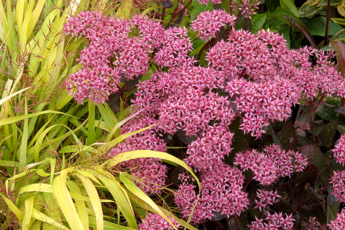 URC - Sedum 'Cloud Walker' (10 ct)