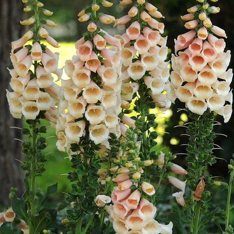 Foxglove Dalmation Peach