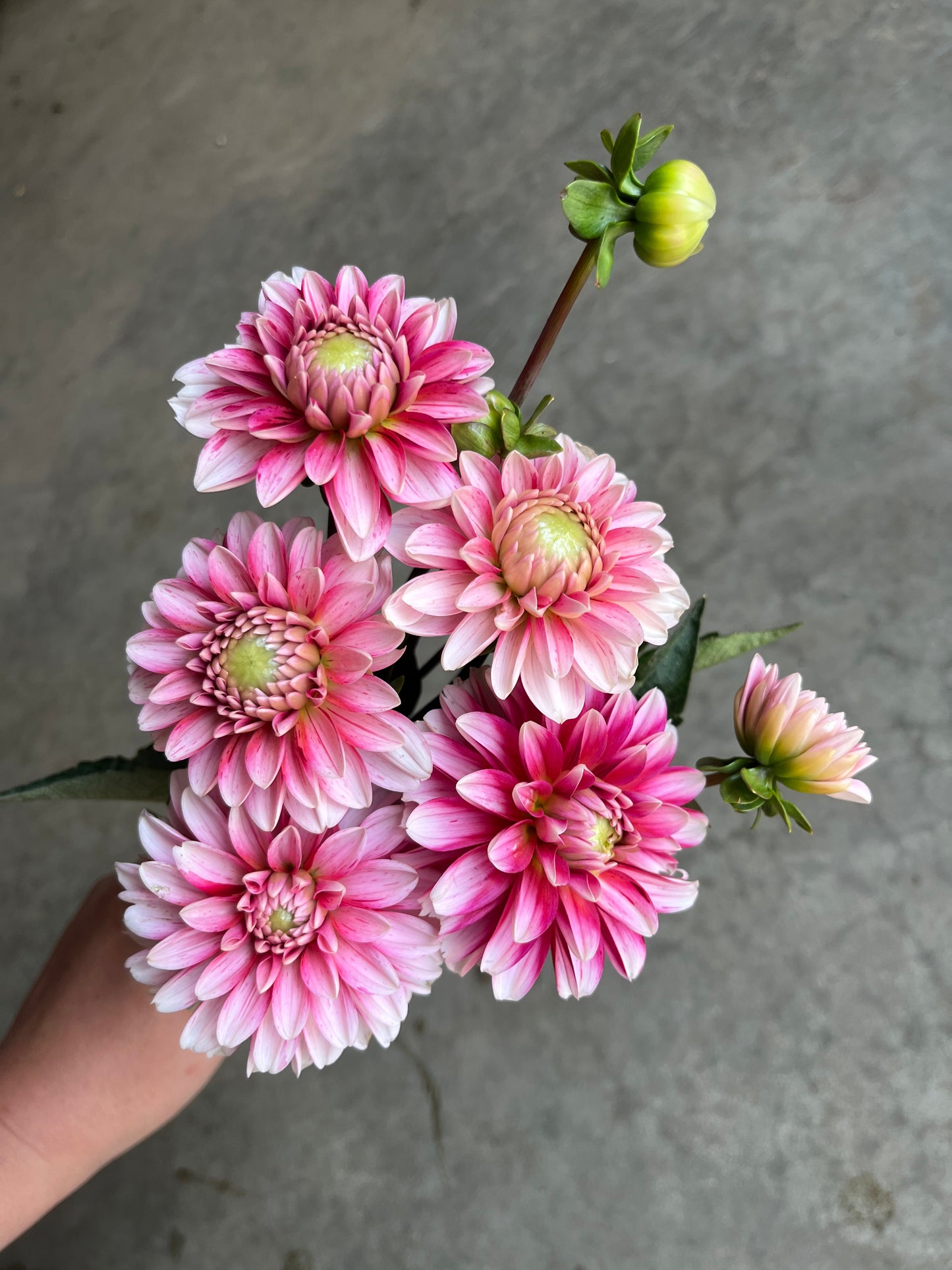 RC- Dahlia 'Strawberry Cream'  (4 pack)