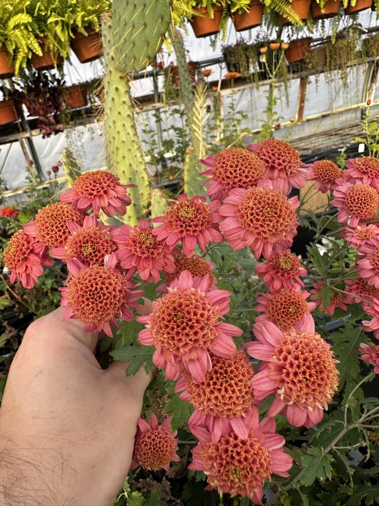 RC- Chrysanthemum 'Rose Maiko' (4 pack)