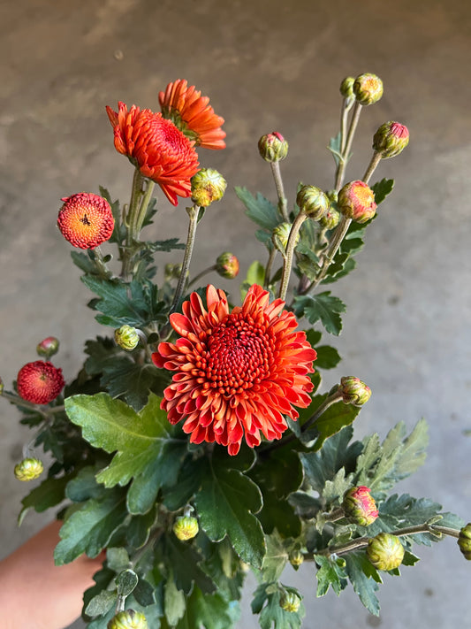 RC- Chrysanthemum 'Kelvin Mandarin' (4 pack)