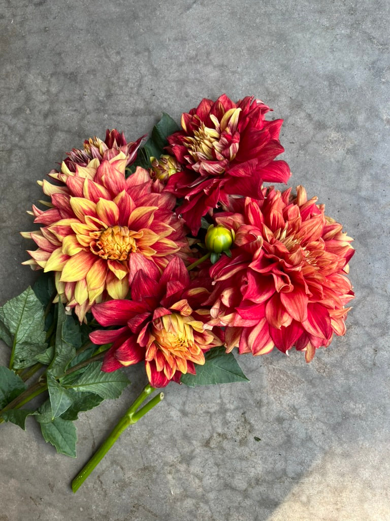 RC- Dahlia 'Dazzling Sun' (4 pack)
