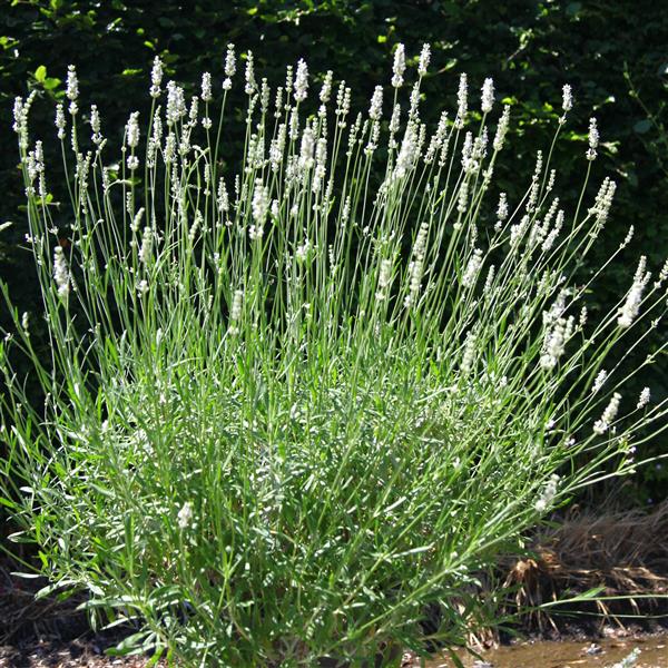 Lavandula x intermedia 'Exceptional'