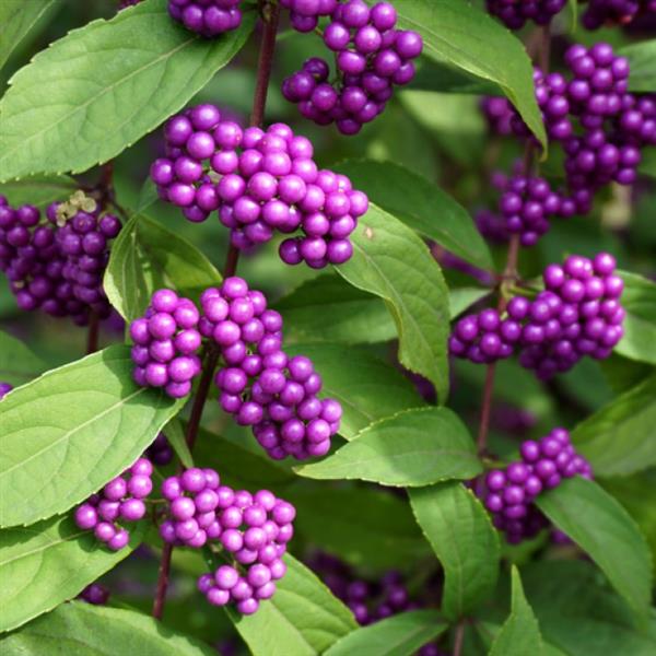 Bare Root - Callicarpa americana (10 ct)