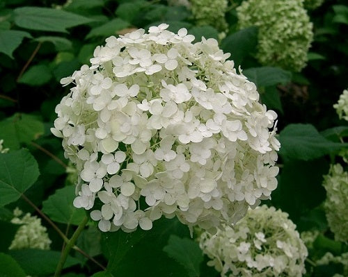 Quart Shrub - Hydrangea arborescens 'Annabelle'