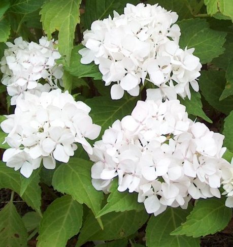Hydrangea macrophylla 'Soeur Therese' (Sister Theresa)