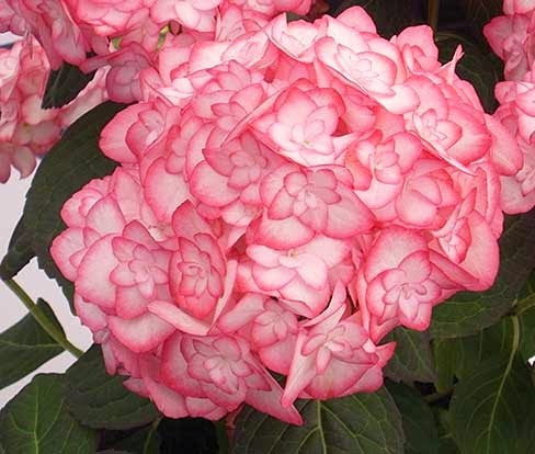 Hydrangea macrophylla 'Miss Saori'