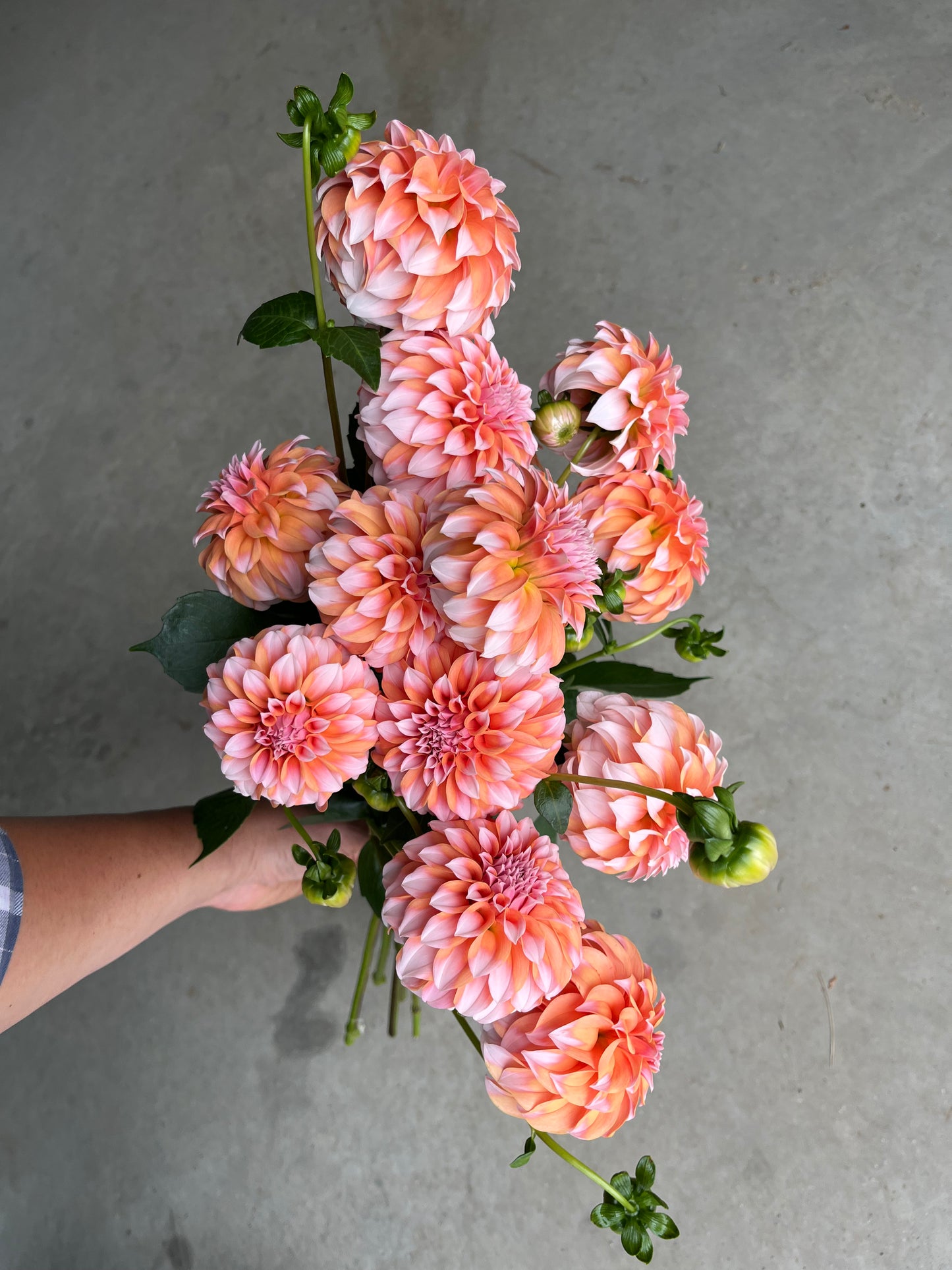 RC- Dahlia 'Peaches N Cream' (4 pack)