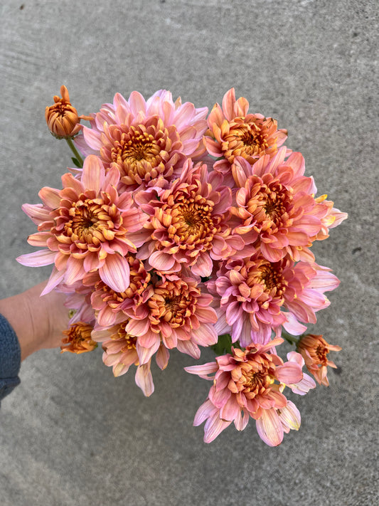 RC- Chrysanthemum 'Annie Girl' (4 pack)