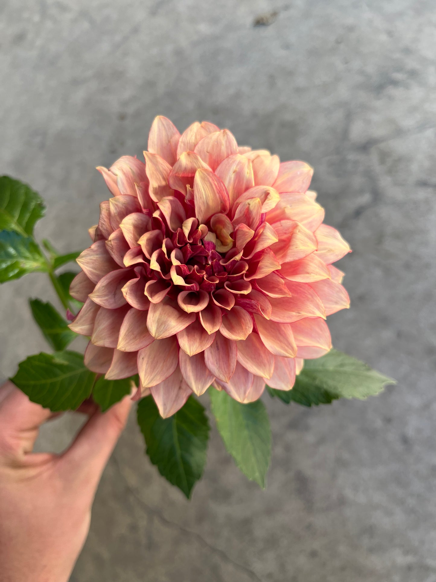 RC- Dahlia 'Creme Brulee' (1 plant)