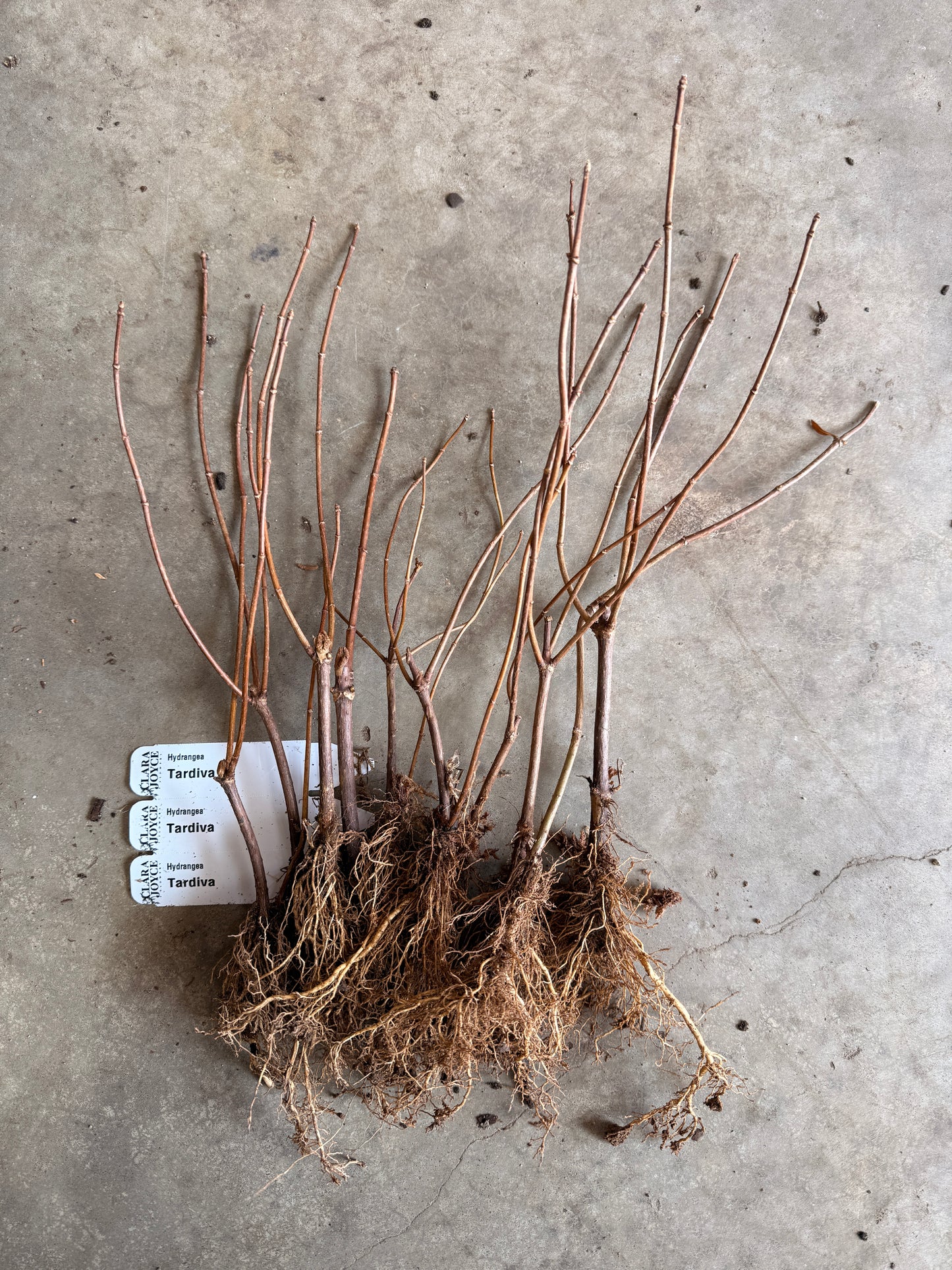 Bare Root Shrub - Hydrangea 'Tardiva' (10 ct)