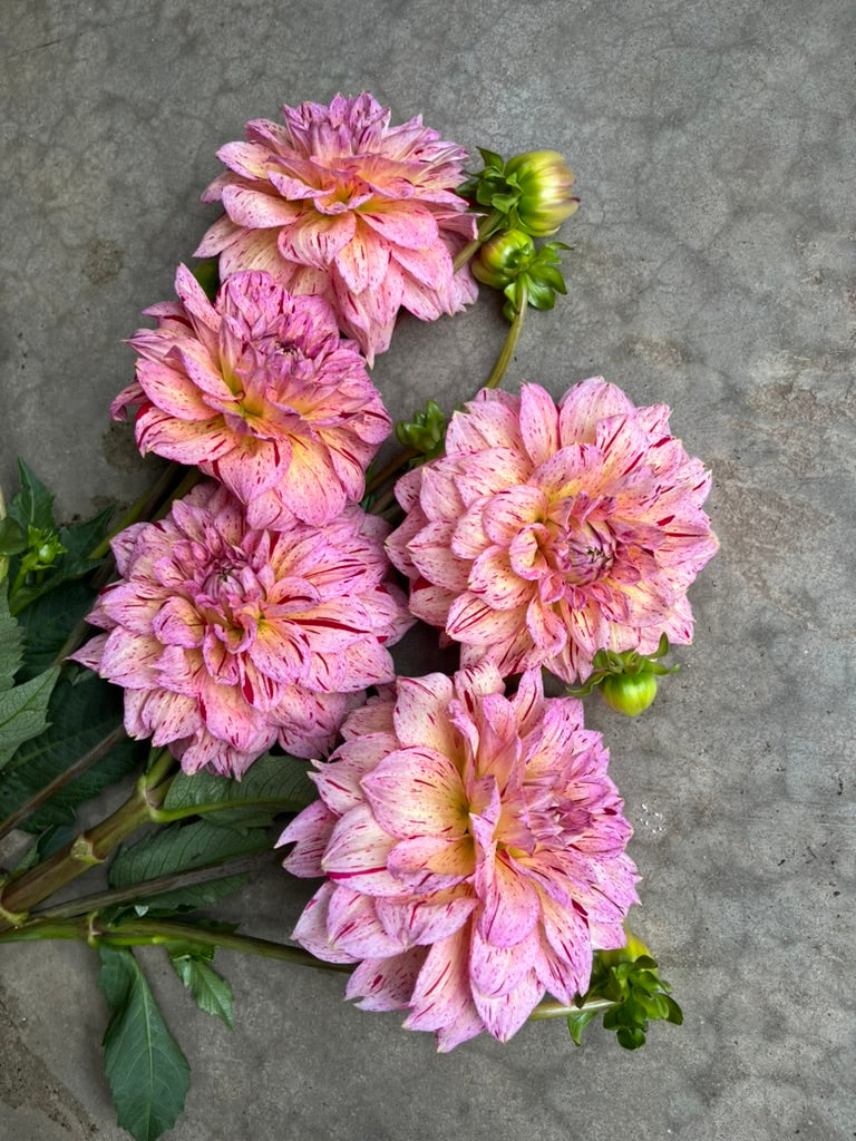 RC- Dahlia 'Carmen Fiesta' (1 plant)