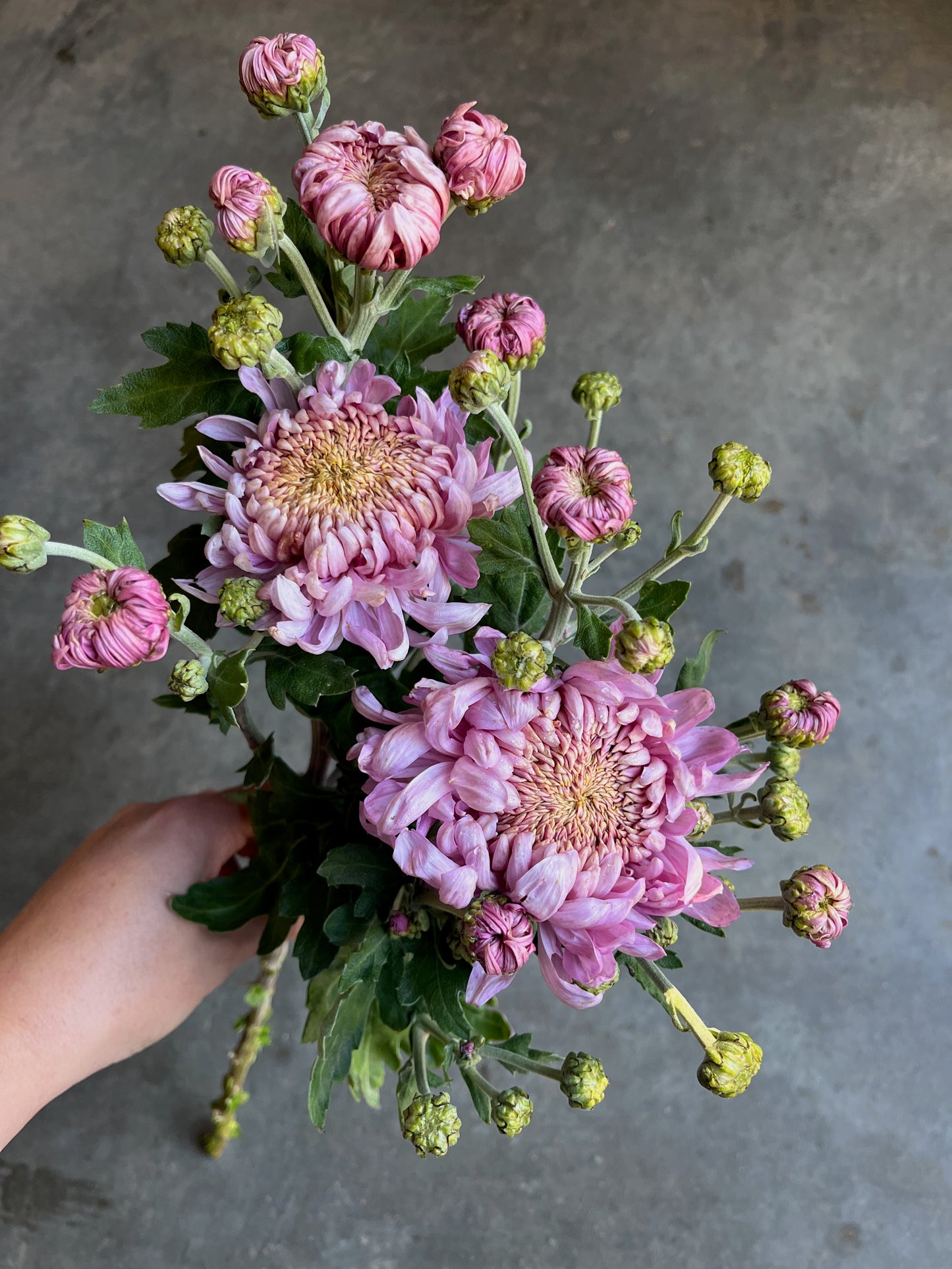 RC- Chrysanthemum 'Alexis' (4 pack)