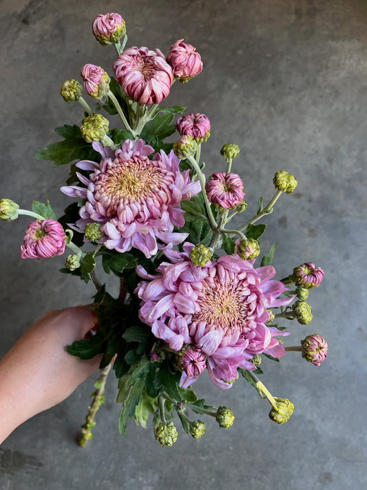 RC- Chrysanthemum 'Alexis' (4 pack)