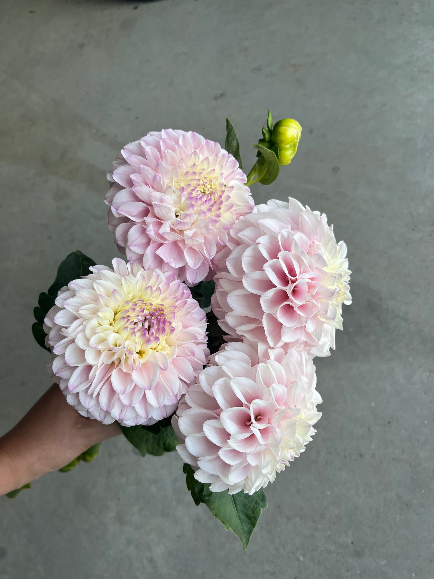 RC- Dahlia 'Pink Pearl'  (4 pack)
