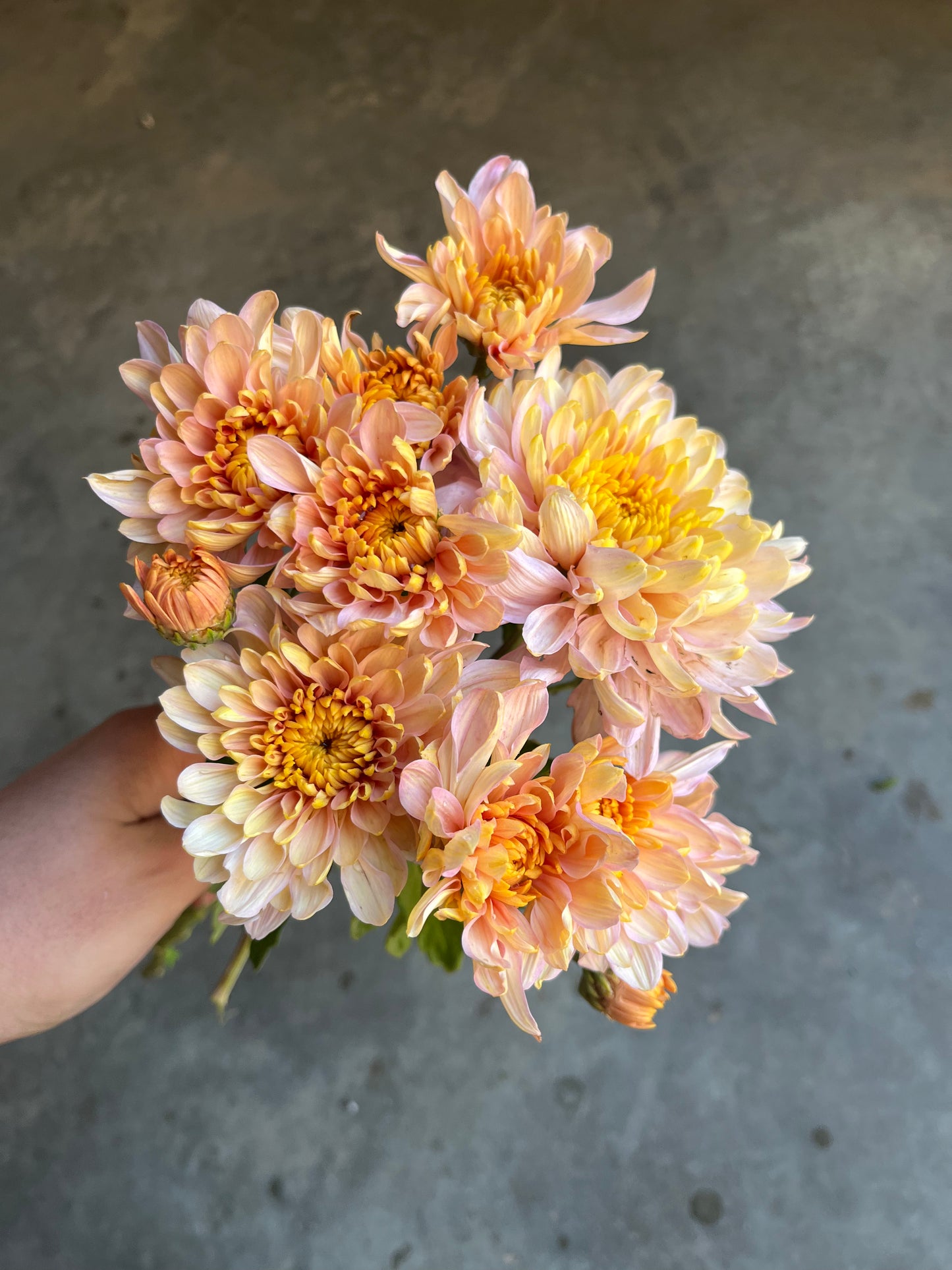 RC- Chrysanthemum 'Annie Girl' (4 pack)