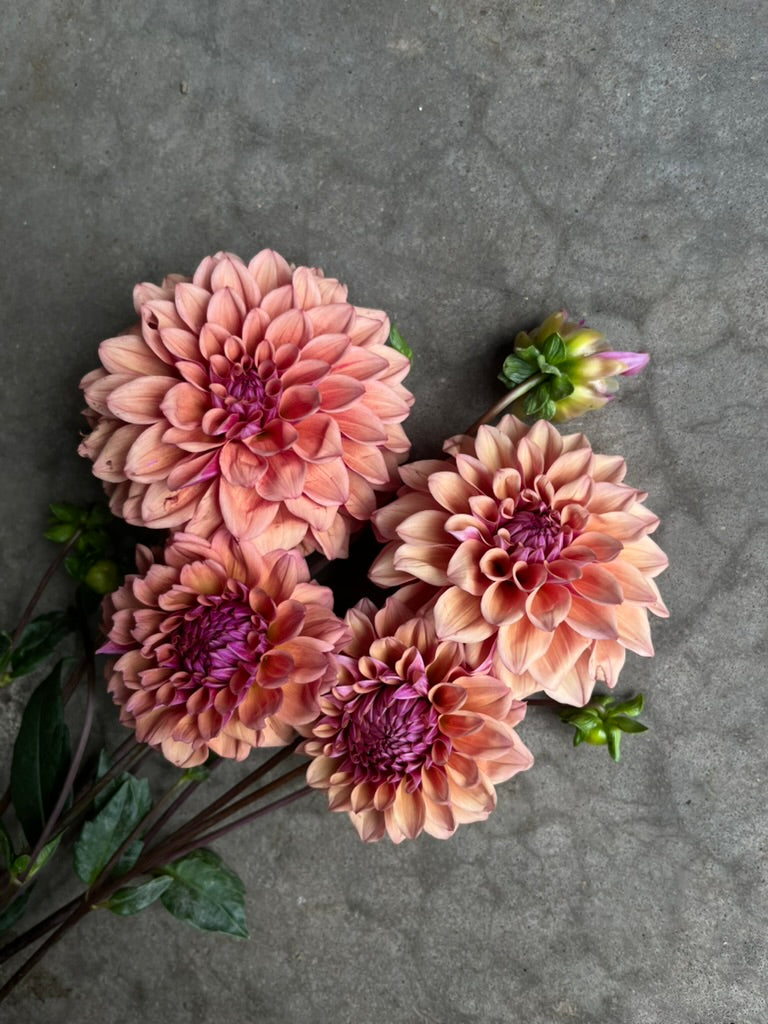 RC- Dahlia 'Bell's Naima'