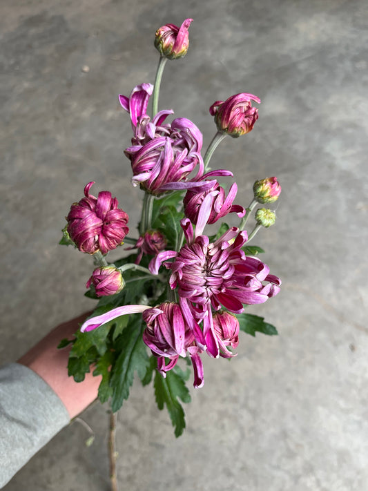 RC- Chrysanthemum 'Vienna Waltz' (4 pack)