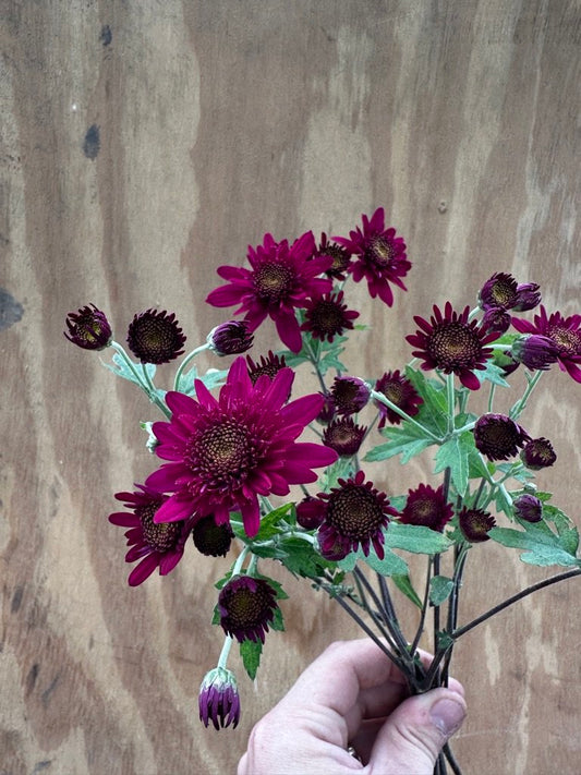 RC- Chrysanthemum 'Samson' (4 pack)