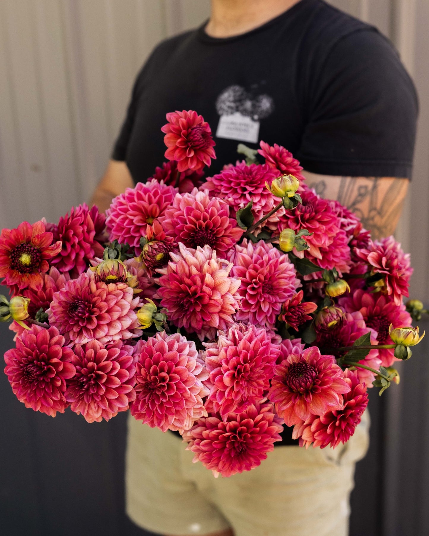 RC- Dahlia 'Salmon Runner' (1 plant)