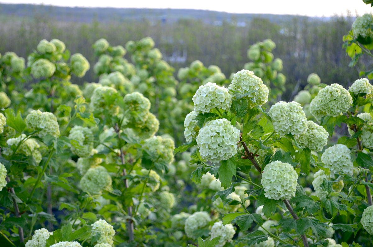 Bare Root - Viburnum opulus 'Snowball' (10ct)