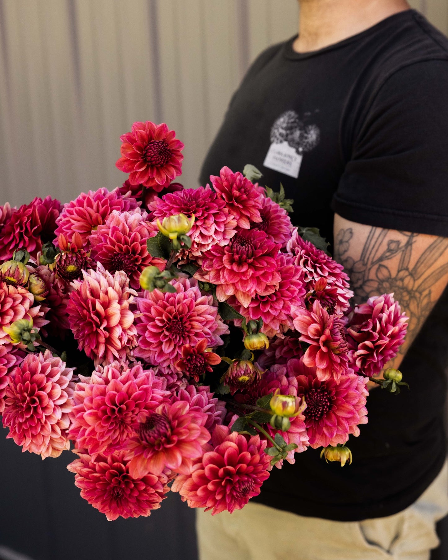 RC- Dahlia 'Salmon Runner' (1 plant)