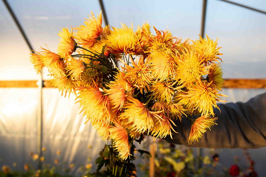 RC- Chrysanthemum 'Saffina' (4 pack)