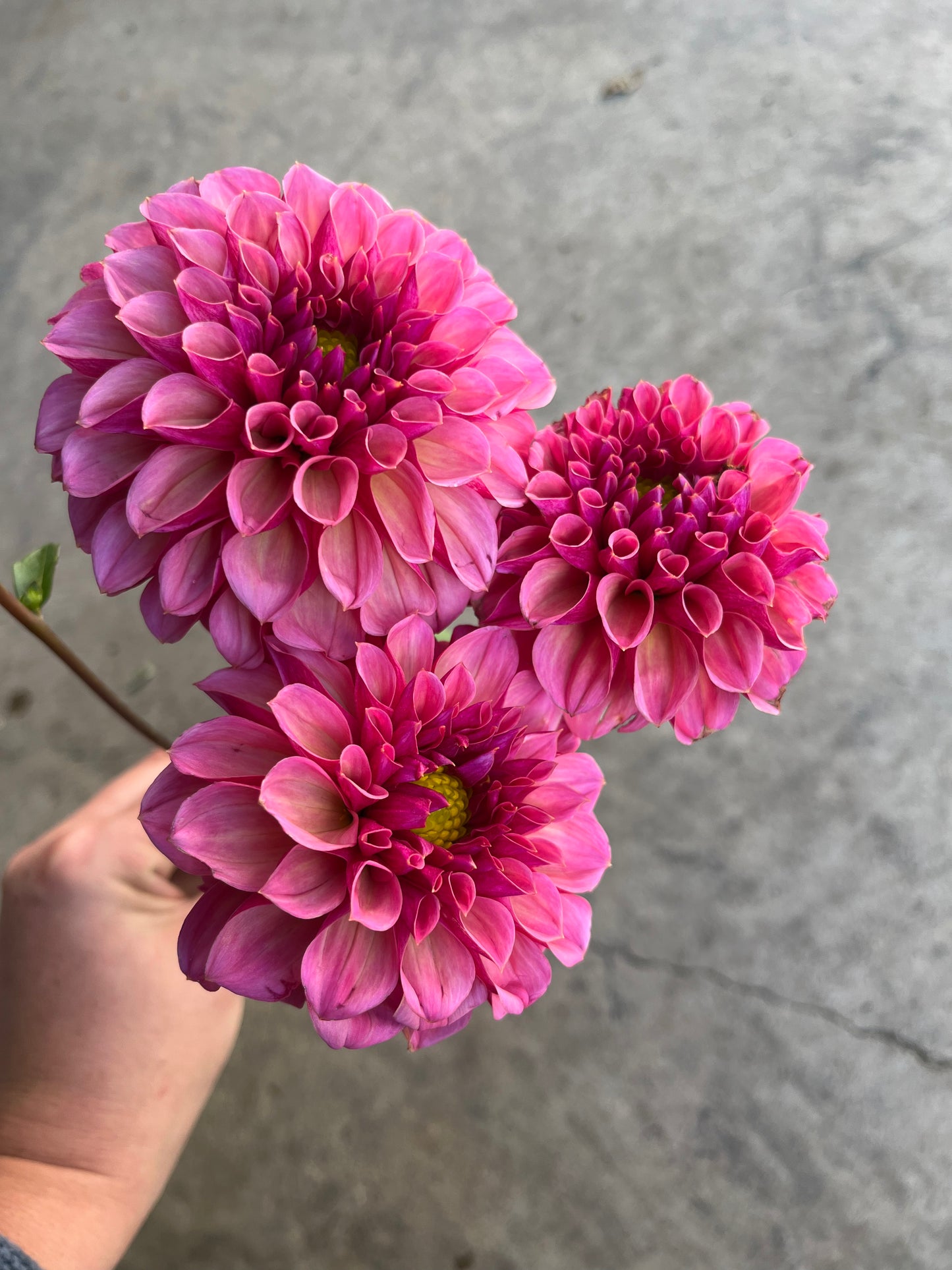 RC- Dahlia 'RM Berry Kiss'