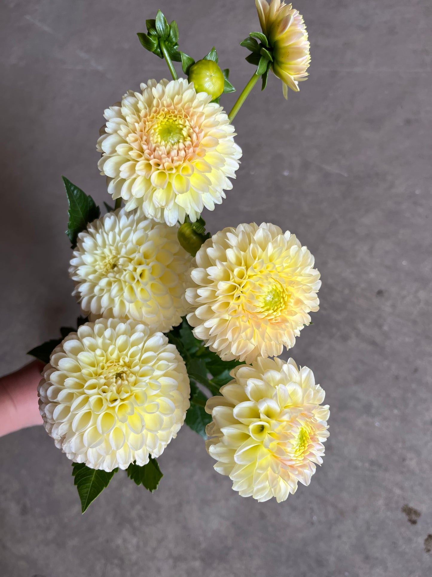RC- Dahlia 'Skipley Moonglow' (1 plant)