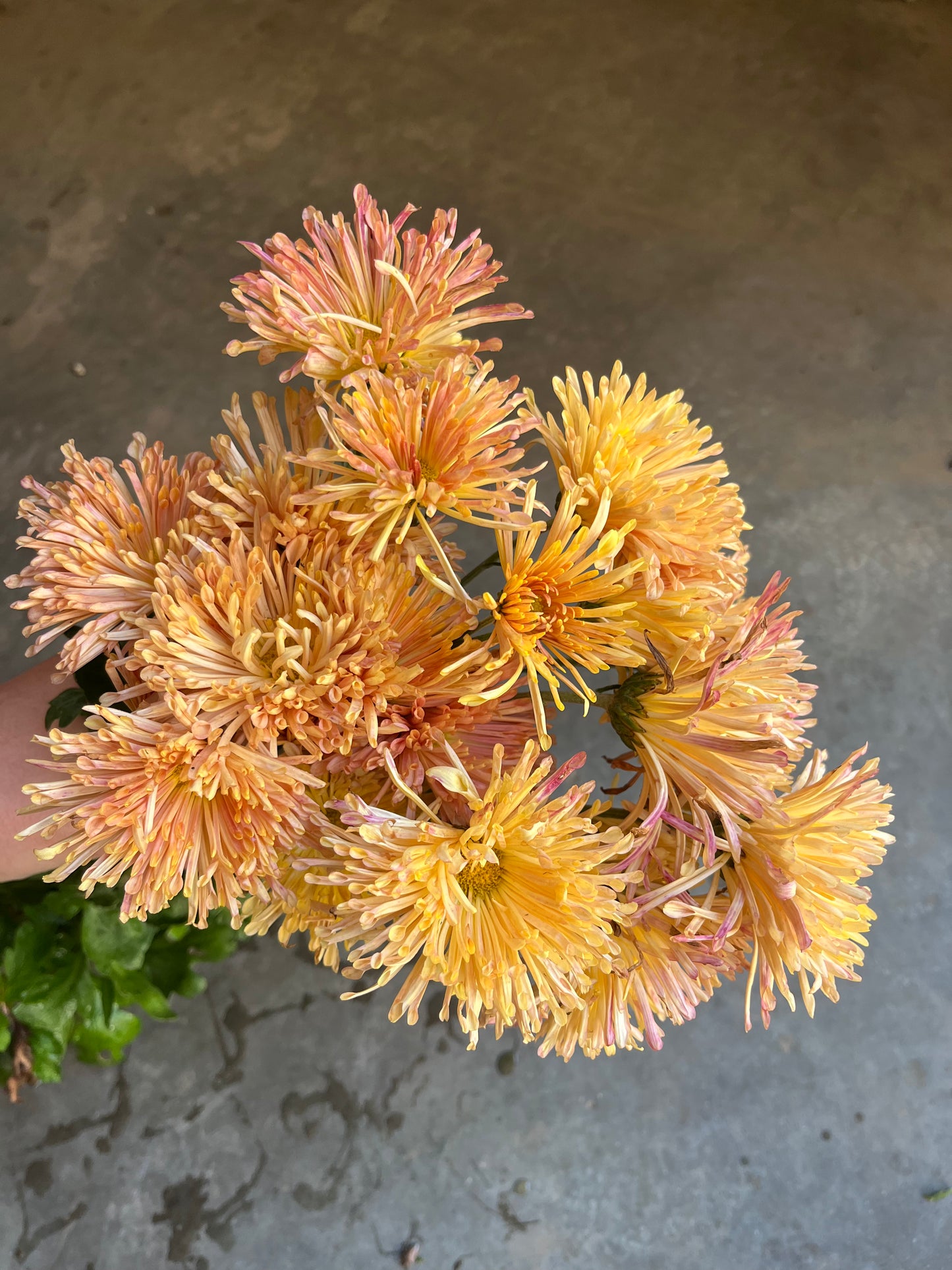 RC- Chrysanthemum 'Peach Centerpiece' (4 pack)