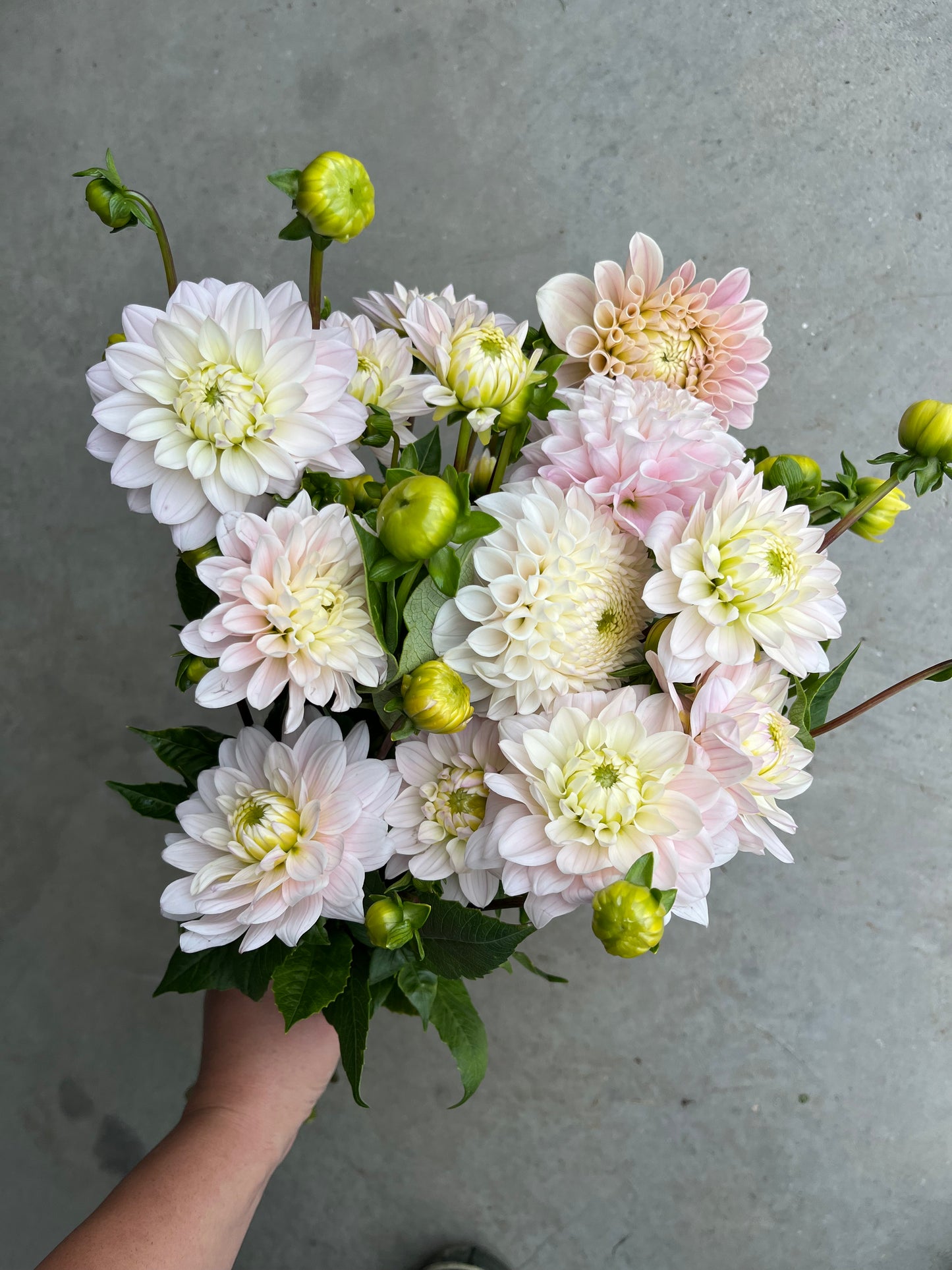 RC- Dahlia 'Silver Years'  (4 pack)