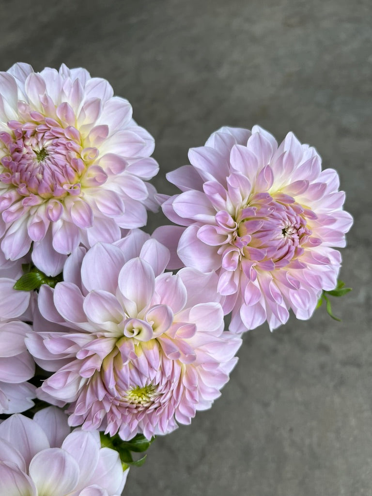 RC- Dahlia 'Lakeview Premier' (4 pack)