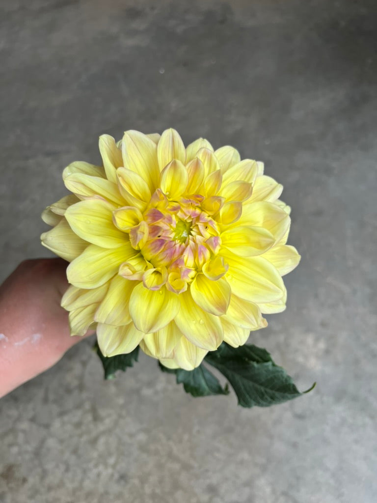 URC 'Wyns New Pastel' Dahlia 10 Cuttings