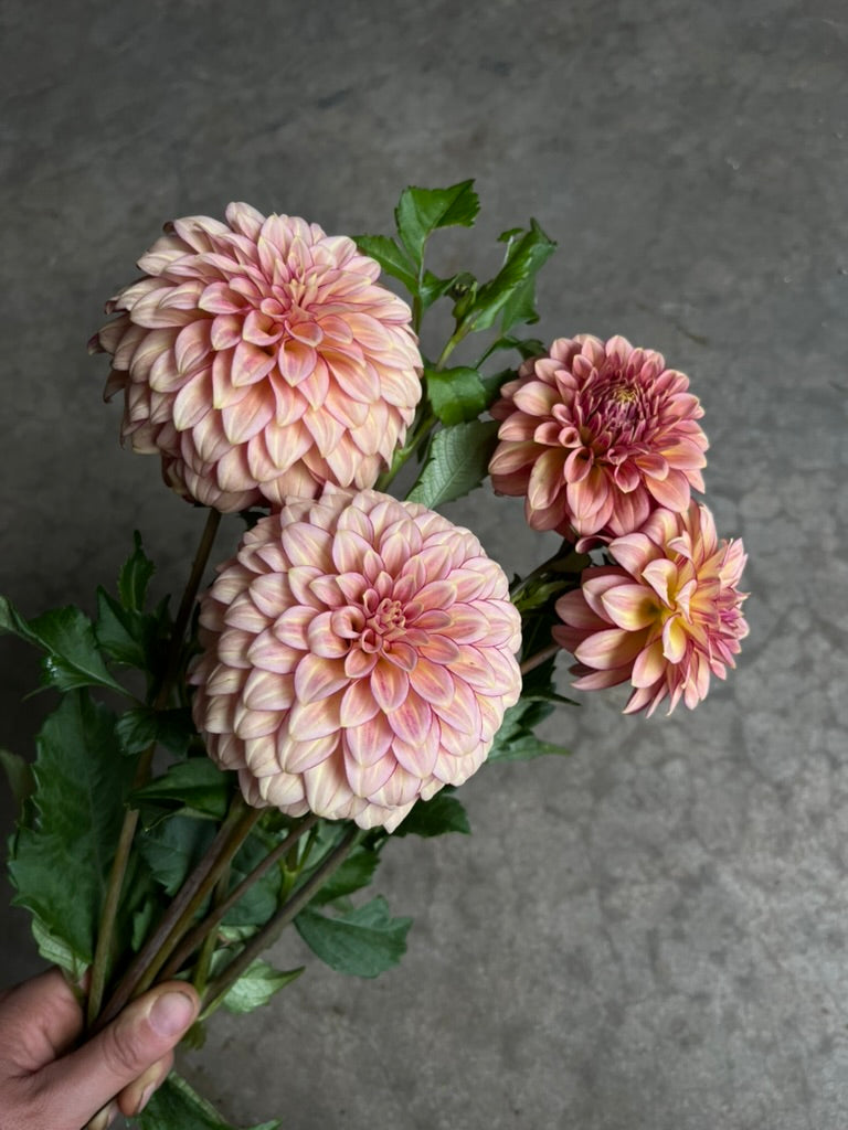 RC- Dahlia 'RM Raspberry Twinkle'