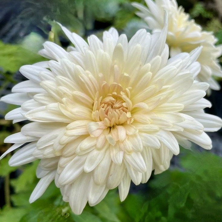RC- Chrysanthemum 'French Vanilla' (4 pack)