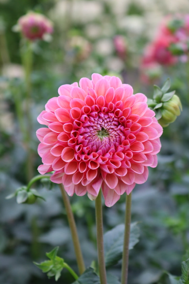 Bulk Dahlia Tuber 'Lindas Baby'