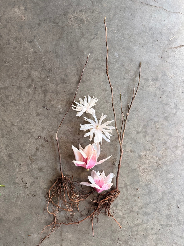 Bare Root Shrub - Magnolia 'Leonard Messel' (10 ct)