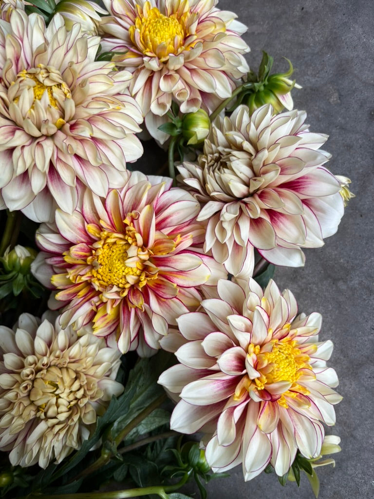 RC- Dahlia 'Polka'  (4 pack)