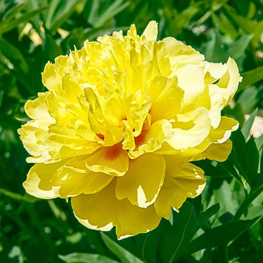 Peony - Bartzella