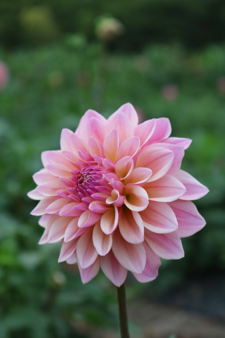 Bulk Dahlia Tuber 'Coralie'