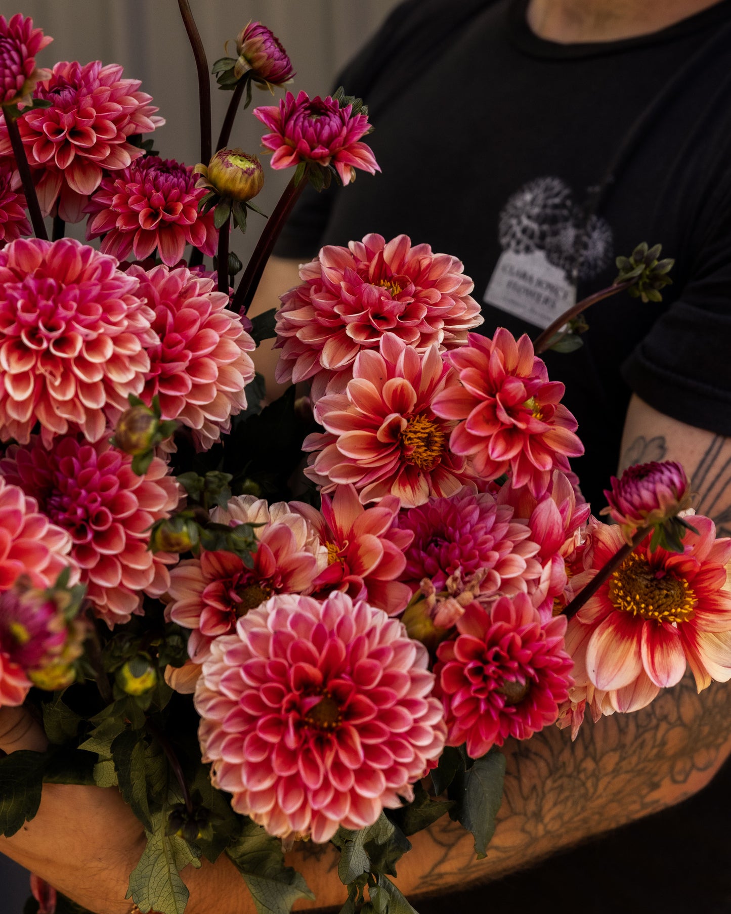RC- Dahlia 'Daisy Duke'  (4 pack)