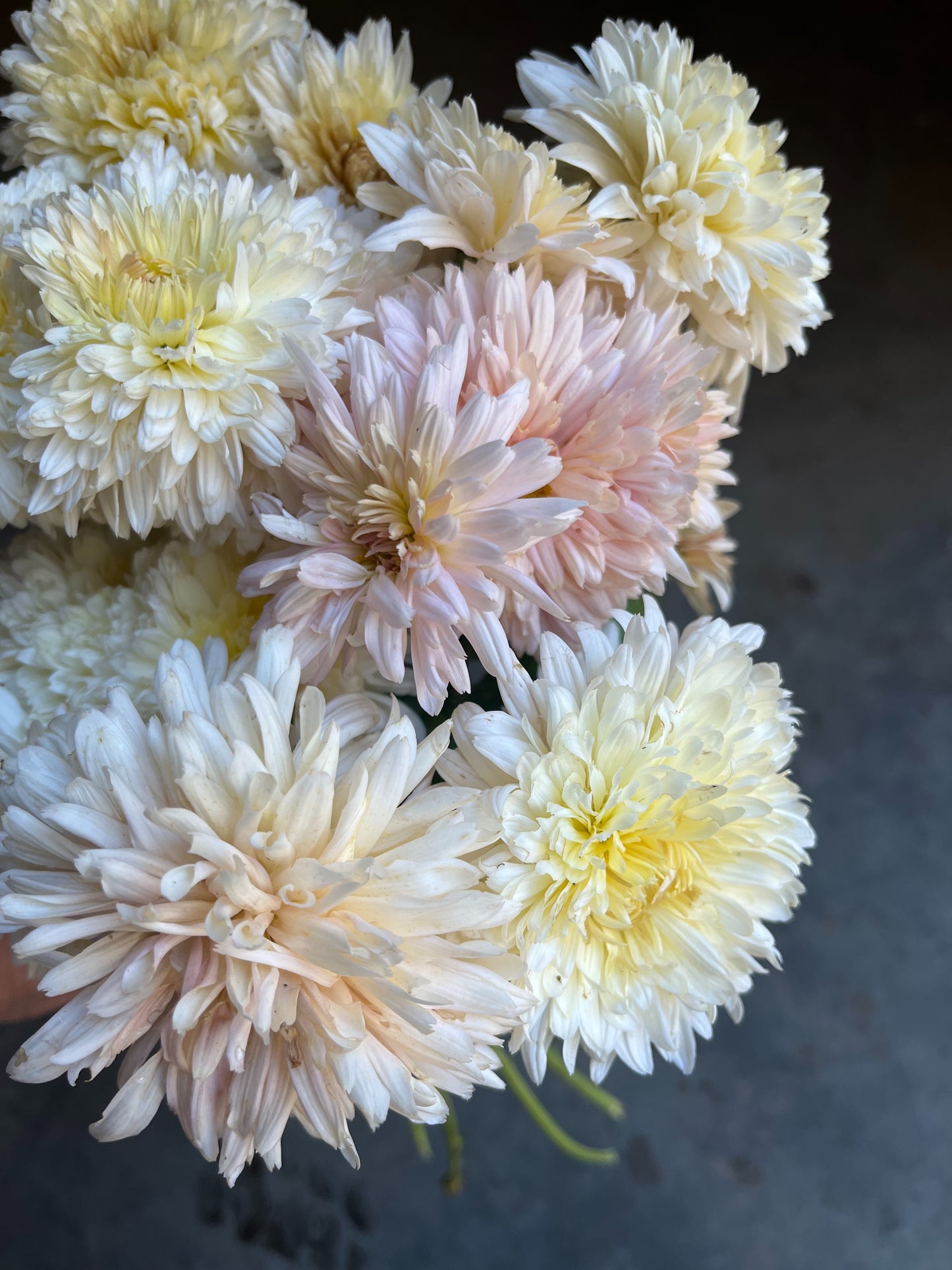 RC- Chrysanthemum 'Chiffon' (4 pack)